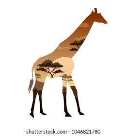 Vector illustration Double exposure. Girafe wildlife concept