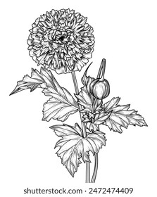 Vector illustration of double poppy  in engraving style