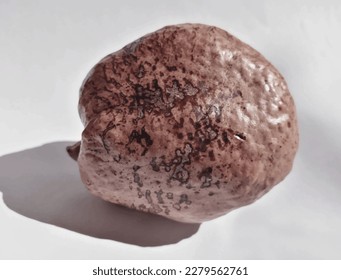 Vector illustration of doum fruit.