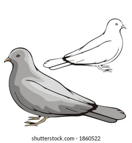 Vector illustration of a dove.