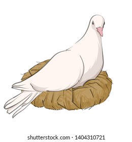 Vector illustration of dove in nest on white background