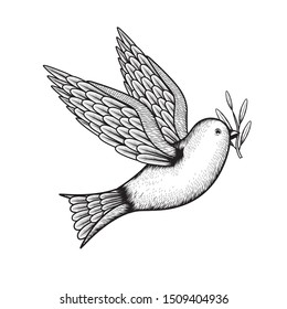 Vector illustration of a dove with an olive branch