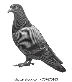 Vector illustration of Dove in vintage engraving style on transparent background