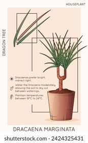 Vector illustration of dragon tree plant. Dracaena marginata care infographic design. Design for brochure or poster, flower shop, home garden concept.