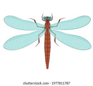 vector illustration of a dragonfly with blue translucent wings isolated on a white background