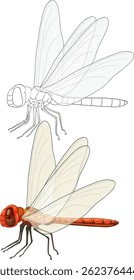 Ilustração vetorial de uma libélula com coloração detalhada e contorno. Apresenta asas transparentes e corpo vibrante, mostrando precisão técnica