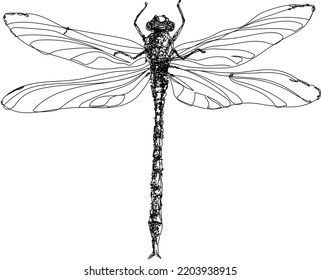 Vektorgrafik eines Libellenfliegers im Stilstil