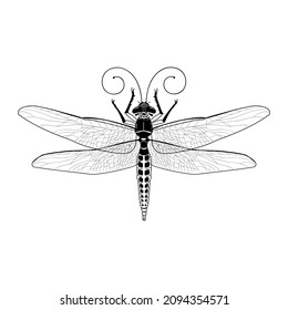 Ilustración vectorial de una libélula. Dibujo gráfico de un insecto aislado sobre un fondo blanco.