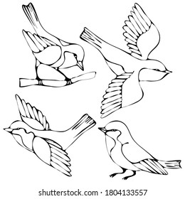 vector illustration, drawing of birds in black, template, ornament for tattoo, isolate on a white background