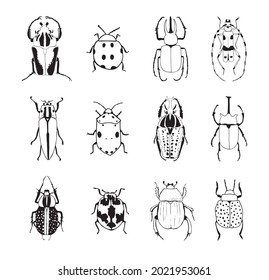 Vector illustration. Drawing of bugs. 