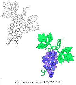 vector illustration of drawing of a bunch of grapes, black-and-white and color image