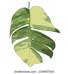 Vector illustration. Drawing by hand on the computer. The leaf of big monstera. leaf green and yellow. monstera multicolor. Natural patterns.