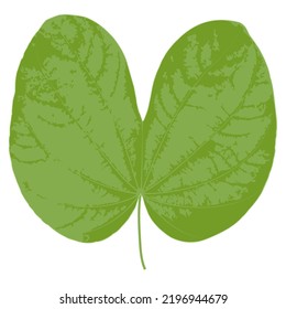 Vector illustration. Drawing by hand on the computer. leaf GOLDEN LEAF (Bauhinia aureifolia).Natural patterns.