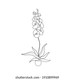 ilustración vectorial contorno de línea planta de hogar, orquídea
