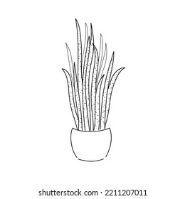 vector illustration drawing contour line home plant Sansevieria