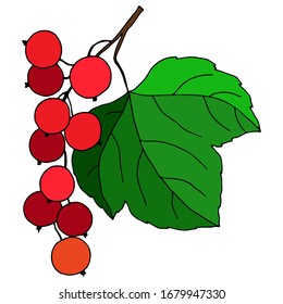 vector illustration, drawing of currant berries in bright colors, isolate on a white background