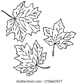 vector illustration  drawing in doodle style in black  contours maple leaves  isolate white background