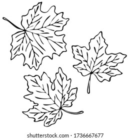 vector illustration, drawing in doodle style in black, contours of maple leaves, isolate on a white background