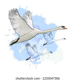 Ilustración vectorial del dibujo Cisnes de manada volantes con efecto de mancha acuarela. Dibujo manual, diseño gráfico de garabatos con aves.