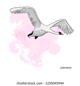 Vector illustration of drawing Flying Swan with watercolor spot effect. Hand drawn, doodle graphic design with bird.