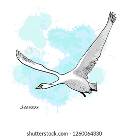 Vector illustration of drawing Flying Swan with watercolor spot effect. Hand drawn, doodle graphic design with bird.