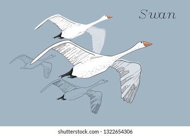 Vector illustration of drawing Flying Swans. Hand drawn, doodle graphic design with birds. Isolated object on blue backdrop.
