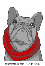 Vector illustration drawing of a gray French Bulldog dog with a red winter scarf