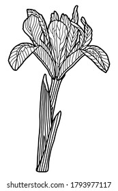 Ilustración vectorial. Flor de iris de dibujo vectorial. Colorido de la página. Ilustración botánica.