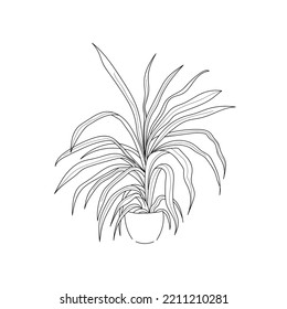 línea de dibujo de ilustraciones vectoriales planta doméstica clorophytum