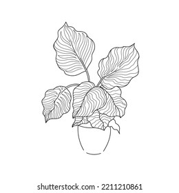 vector illustration drawing line home plant Calathea