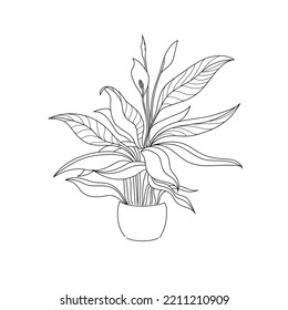 vector illustration drawing line home plant spathiphyllum