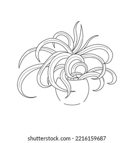ilustración vectorial línea de dibujo hogar planta clorophytum sobre fondo blanco