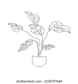 vector illustration drawing line home plant monstera on white background
