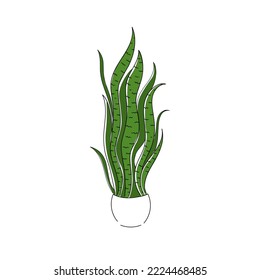 ilustración vectorial línea de dibujo hogar planta Sansevieria con color