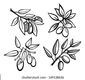 Vector illustration of Drawing Olives set