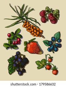 Vector illustration drawing of organic berries set