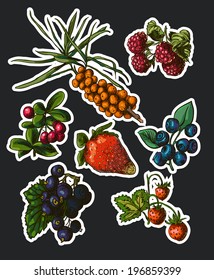 Vector illustration drawing of organic berries set