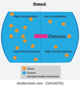 Vector Illustration Drawing Osmosis Solvent Molecules Stock Vector ...