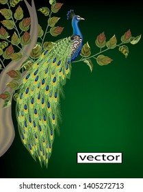 vector illustration drawing of a peacock bird sitting on a tree branch vintage decorative background, painted