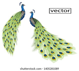 vector illustration drawing of a peacock bird sitting and standing set