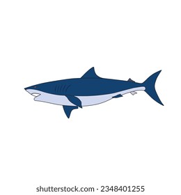 vector illustration drawing, shark on white background