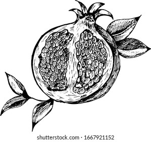  Ilustración vectorial. Dibujo en el estilo de dibujo a mano en contornos negros sobre un fondo blanco. Dibujo seccional de un granado con folletos.