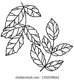 vector illustration, drawing of stylized leaves in black, doodle, isolate on a white background, template