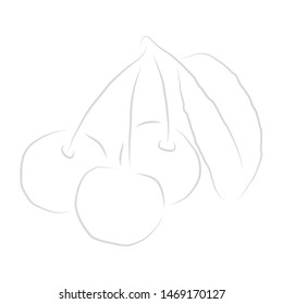 vector illustration drawing for three cherries and a leaf with a white background