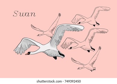 Vektorgrafik von weißen fliegenden Schwänen. Handgezeichnetes, doodles Grafikdesign mit Vögeln fliegen hoch. Isoliertes Objekt auf blauem Hintergrund.