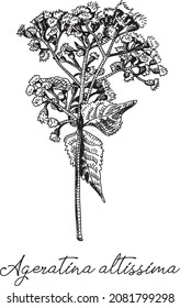 Vector illustration drawing of white snakeroot - Ageratina altissima, hand drawn illustration.