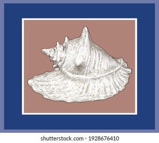 Vector illustration of drawn big seashell in decorative frame