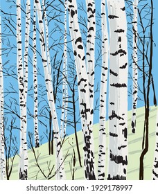 Vector illustration of drawn birch grove in spring