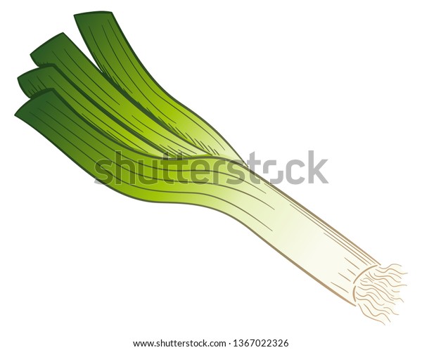 Vector Illustration Drawn Cartoon Leek Stick Stock Vector (Royalty Free ...