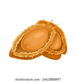 Vector illustration, Dried Abalone, isolated on white background.